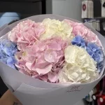 Mono_gortenzii13-2 Mono_gortenzii13-2